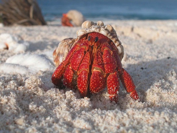 Hermit crabs on the beach