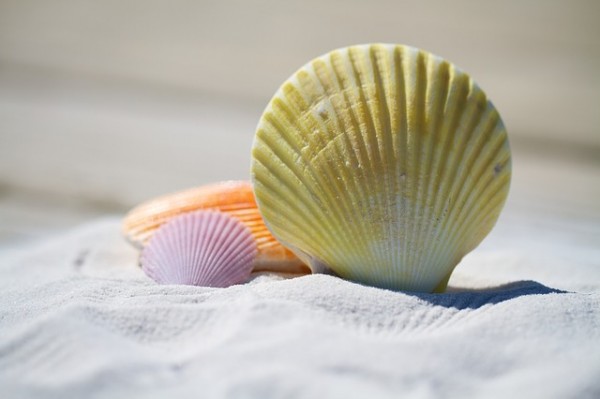 pretty sea shells in the sand